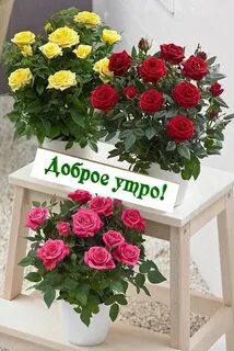 Красивые цветы розы с добрым утром