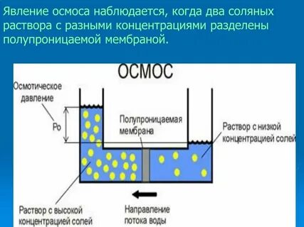 Осмос через мембрану клетки