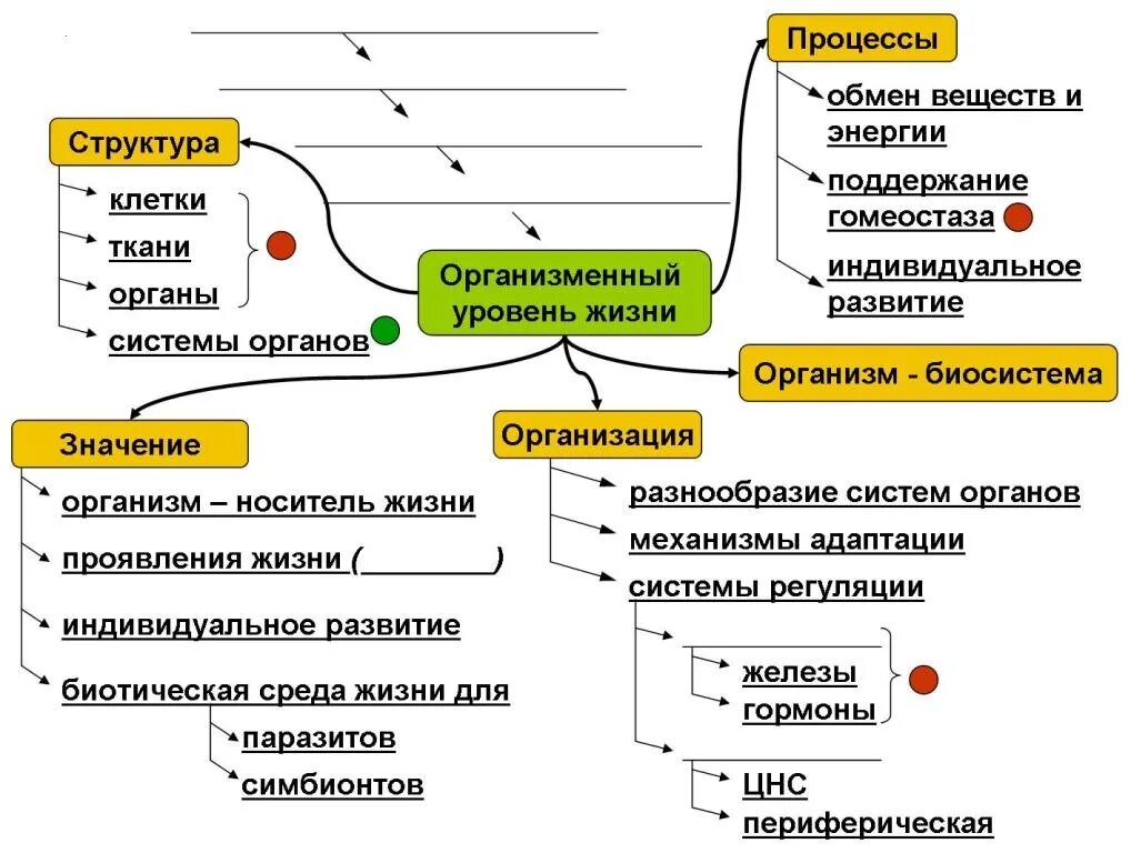 Контрольная по обмену веществ. Контрольная работа по биологии организменный уровень. Контрольная работа по биологии организменный уровень. Контрольная работа по биологии 9 класс организменный уровень. Проверочная работа по теме организменный уровень.