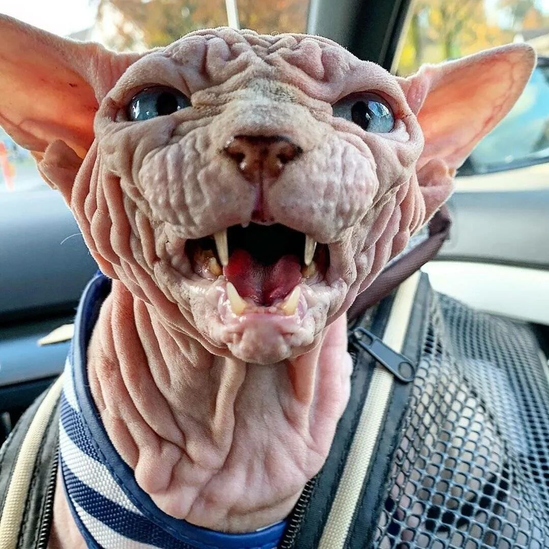 Покажи самую страшную кошку