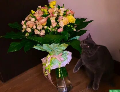 Котик с букетом
