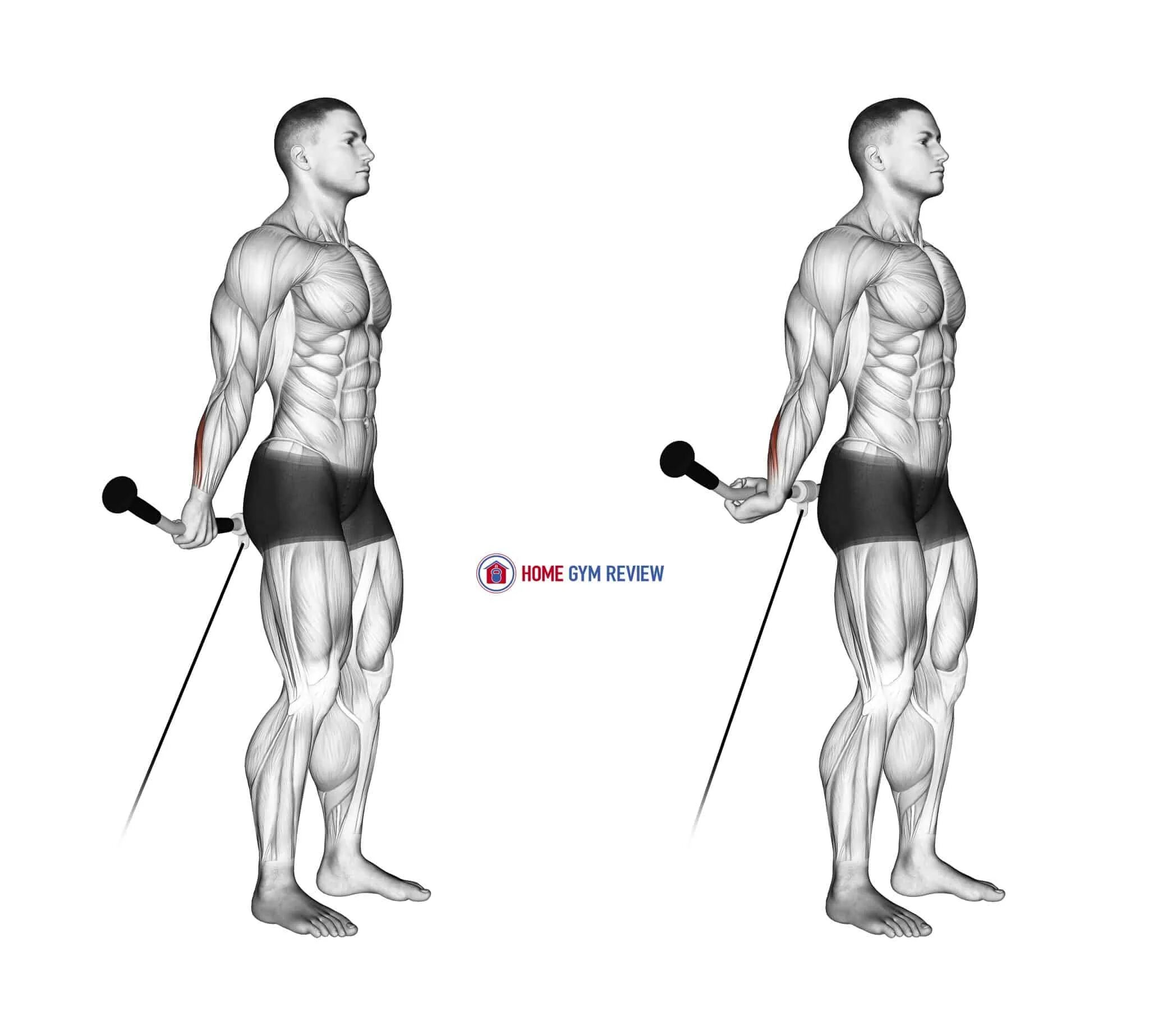 Curl location. Cable curls упражнение. reverse cable curl. standing biceps cable curl rasmi. standing behind-the-back wrist curls.