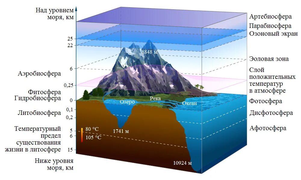 По какому морю определяют уровень моря. Границы биосферы плотность. Биосфера земли слои. Вертикальная структура биосферы. Структура биосферы слои земли.