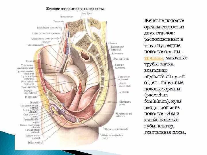 Строение женского пол органа внешняя. Женские наружные половые органы анатомия на латинском. Строение влагалища спереди. Женские половые органы вид сбоку в разрезе.