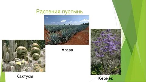 Виды растений пустынь