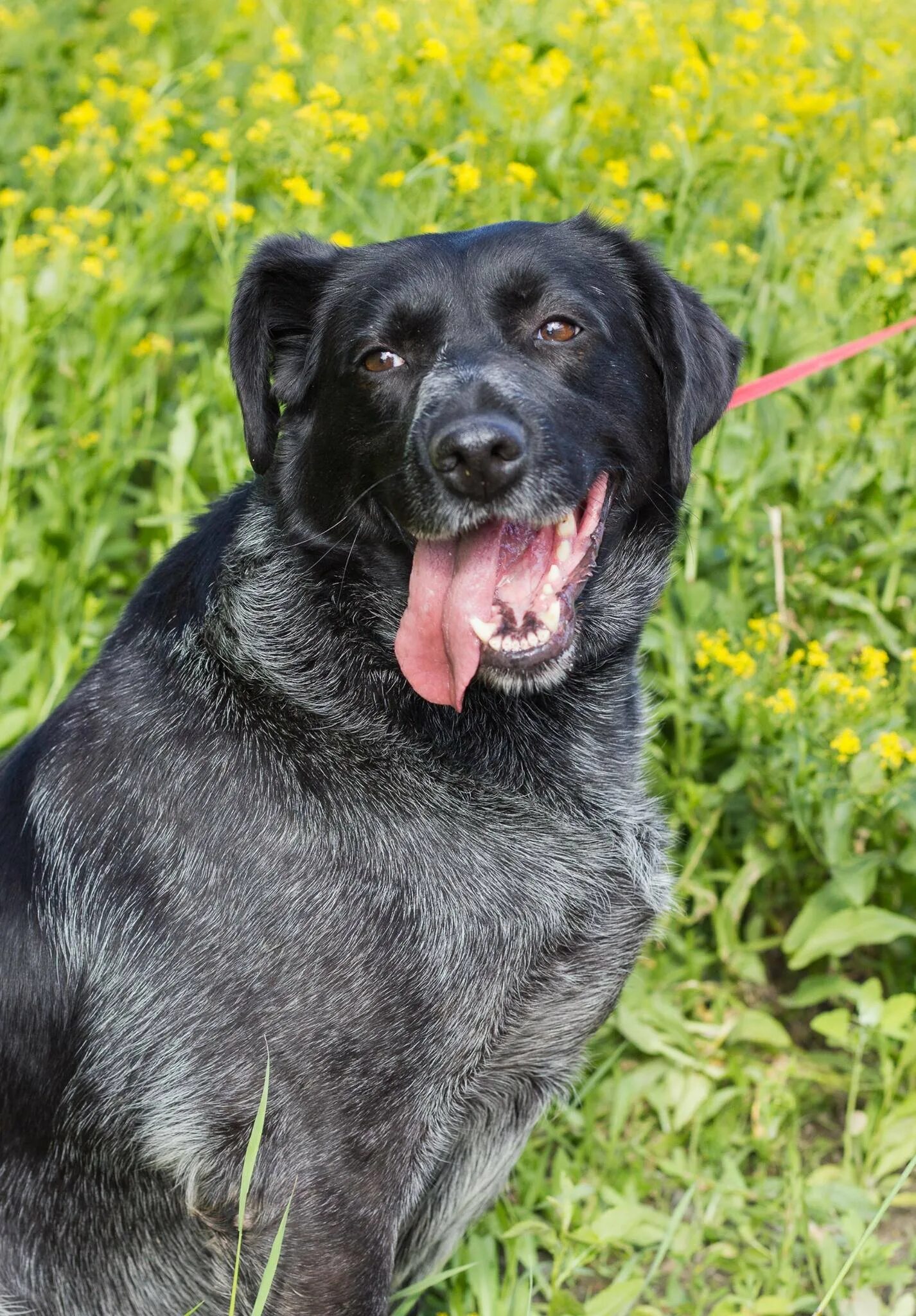 Собака метис лабрадора. Черный метис лабрадора ретривера. Курцхаар и лабрадор. Лабрадор метис черный. Помесь лабрадора.