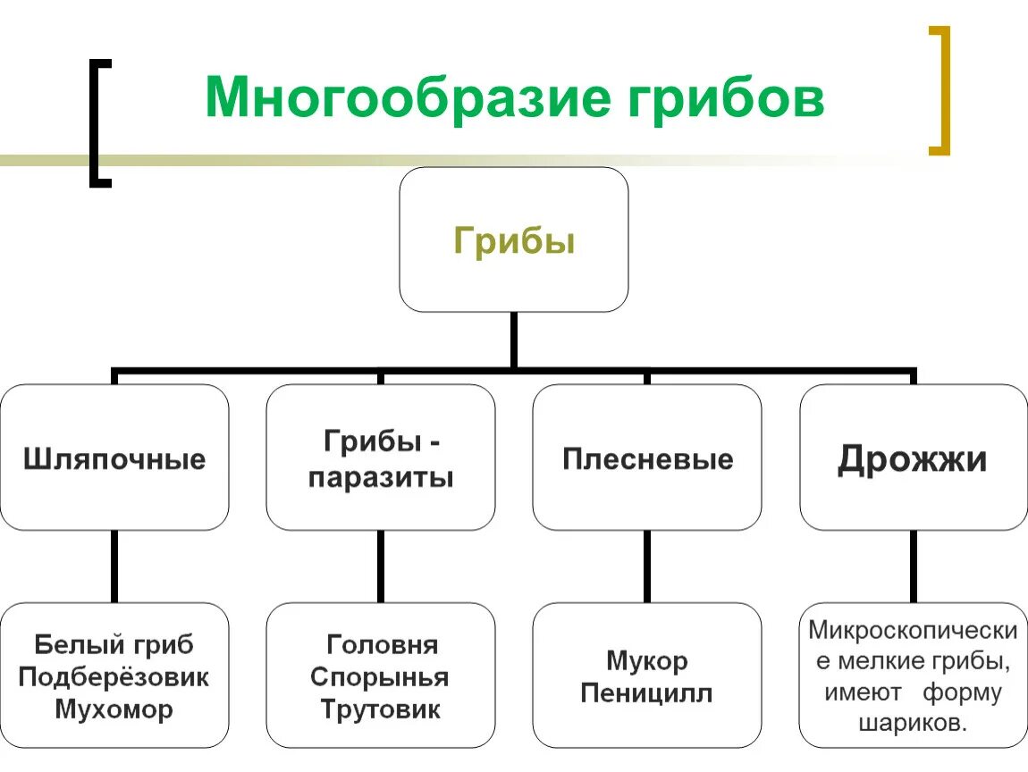 Значение грибов в природе 7 класс биология. Схема значение грибов. Многообразие грибов. Многообразие грибов таблица 7 класс. Составить схему значение грибов.