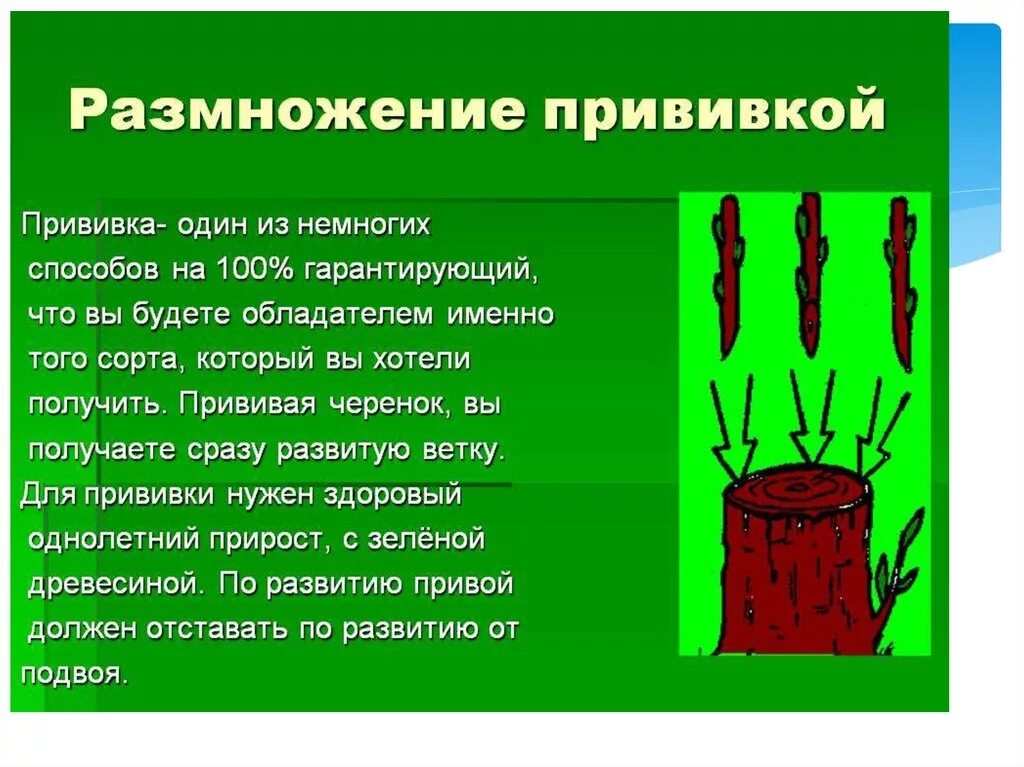 Какое значение имеет размножение. Прививка черенком биология 6 класс. размножение прививкой. вегетативное размножение прививкой. способ вегетативного размножения прививкой.