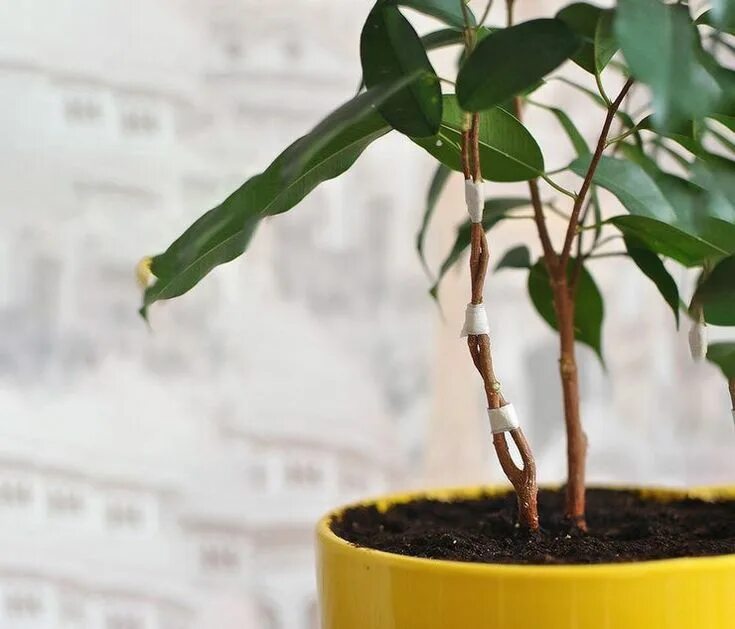 Как красиво обрезать фикус бенджамина фото пошагово Make a grill/net design of ficus plant // ficus plant crafts // ficus plant crea