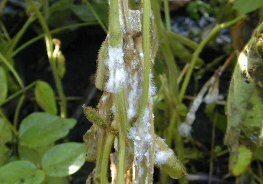Белая гниль огурца sclerotinia sclerotiorum. Белая гниль (склеротиниоз). Белая гниль. Белая гниль огурца sclerotinia sclerotiorum. Белая гниль (склеротиния).