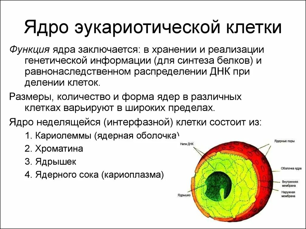 Дайте характеристику клеточному ядру. Строение и функции ядра эукариот. Функции ядра эукариотической клетки. Ядро эукариотической клетки строение и функции кратко. Структура клеток эукариот функции ядра.