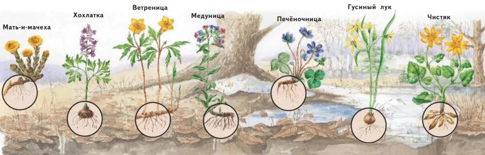 Рассмотри рисунки и определи кто самый легкий. Название раннецветущих растений. Раннецветущие растения окружающий мир. Название раннецветущих растений 2 класс. Назови раннецветущие растения.