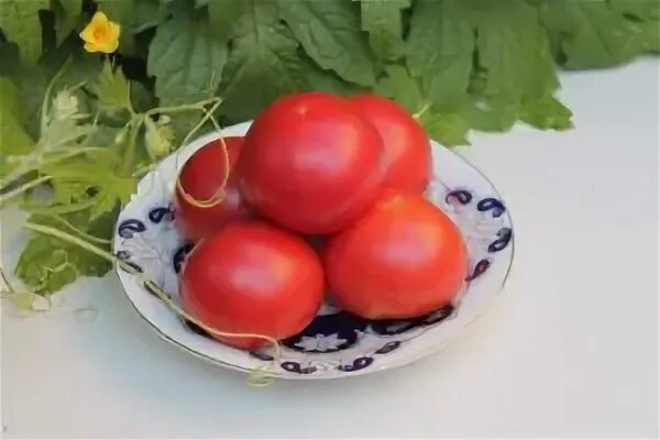 Гномы томаты форум. Томатные Гномы в горшках. Большой Хортона Гном томат.