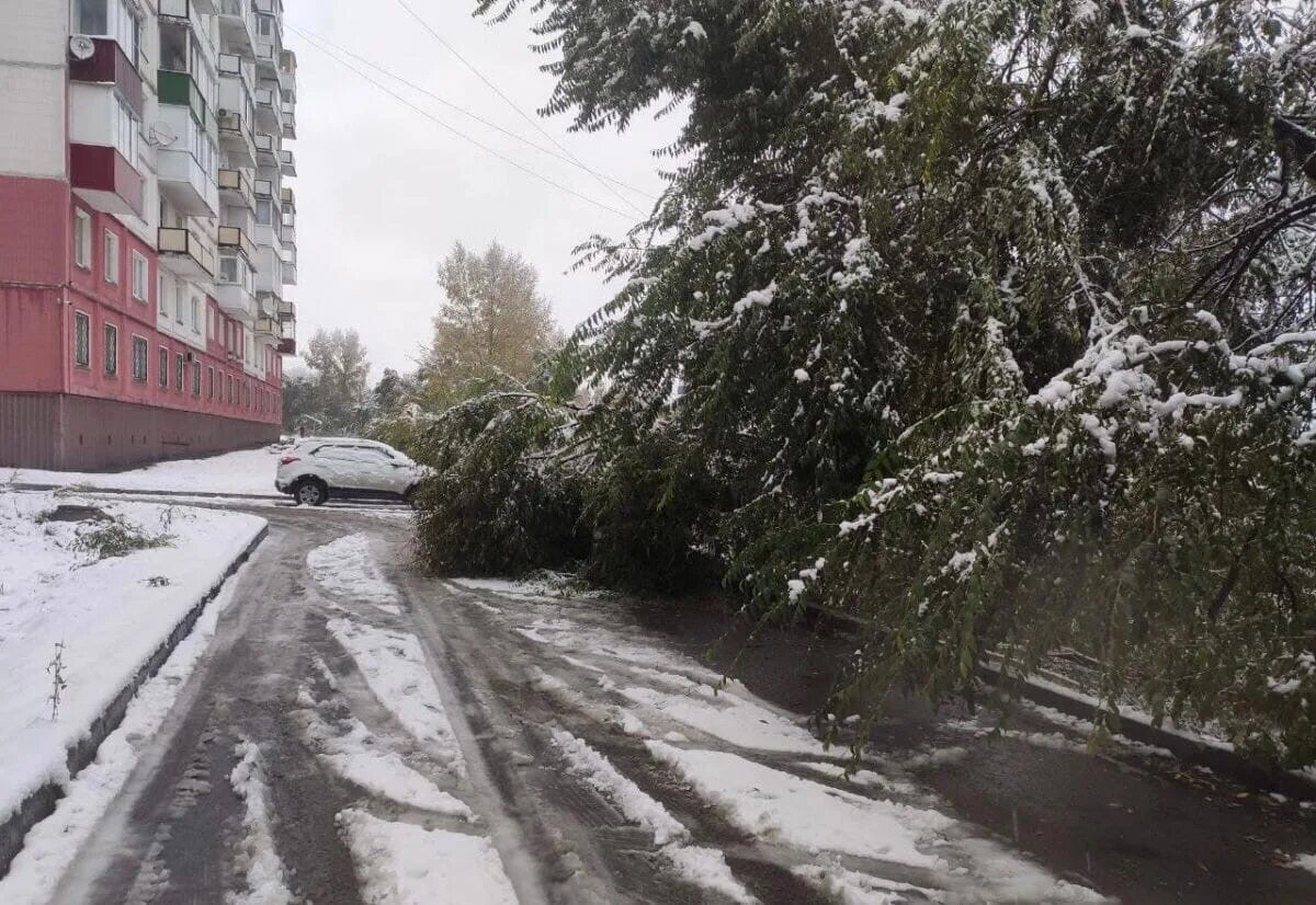 Ночью на мокрые деревья упал снег сравнение. Снег в Новокузнецке. Первый снег в Новокузнецке. Деревья Новокузнецка. Снег в Новокузнецке 2022.