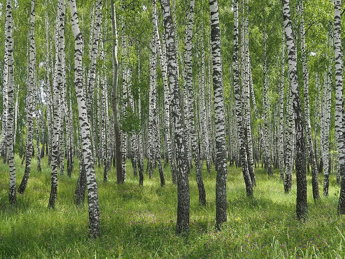 белая березка деревня. березовая роща. русь белоствольная. белая береза в павловском парке. красивая береза.