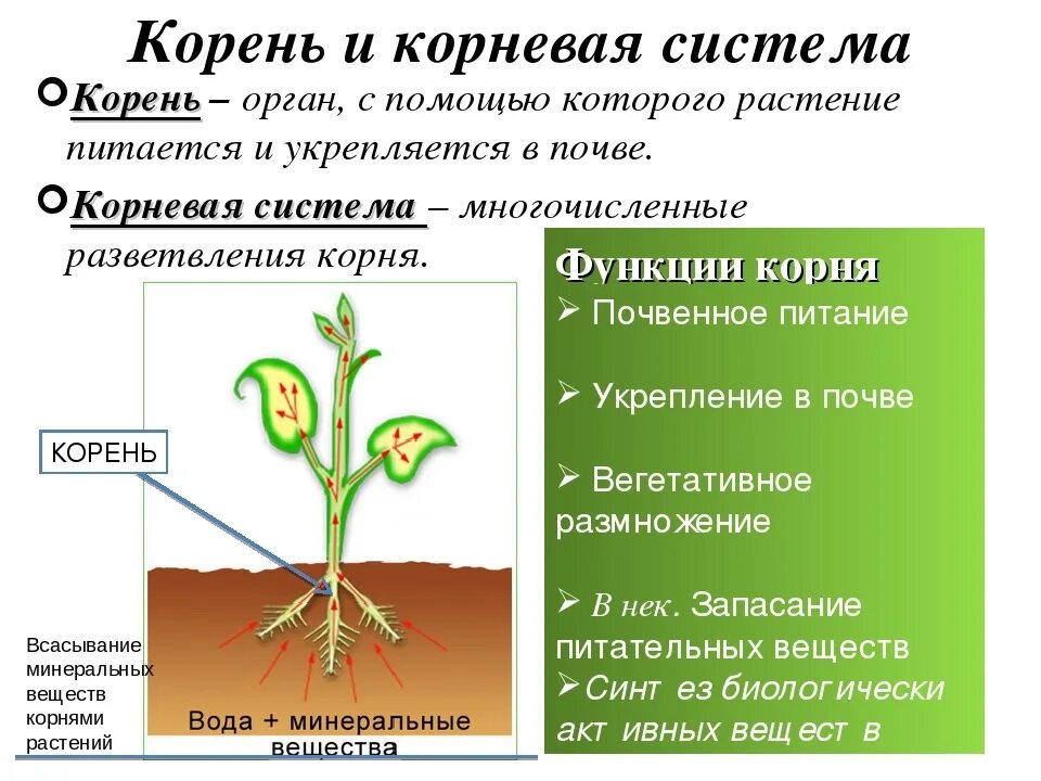 Происходит в корнях растения