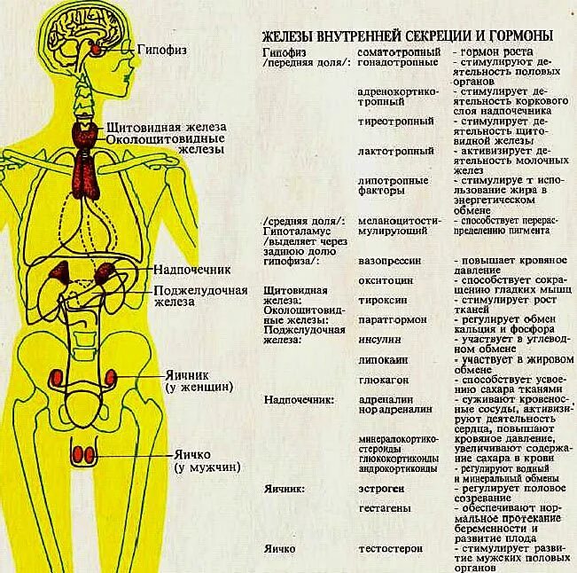 Эндокринная система железы внутренней секреции и их гормоны. .Система желез внутренней секреции. Функции. Схема железы внутренней секреции и их функции. Эндокринная система таблица железы гормоны