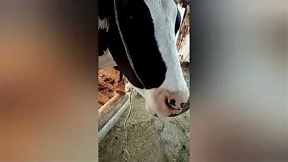 Как вызвать жевательную корову