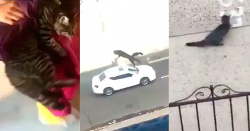 Упавший кот. Кот упал с шестого этажа. выбросили кота с балкона. кот спрыгнул с балкона. выкинул кота с балкона.