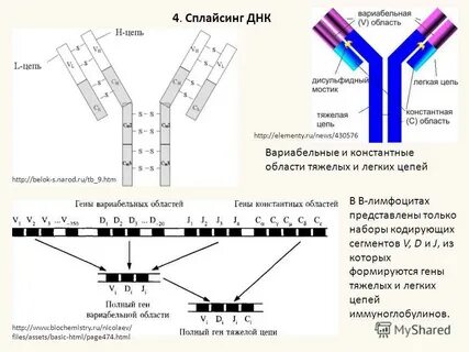 Легкая цепь иммуноглобулина лямбда