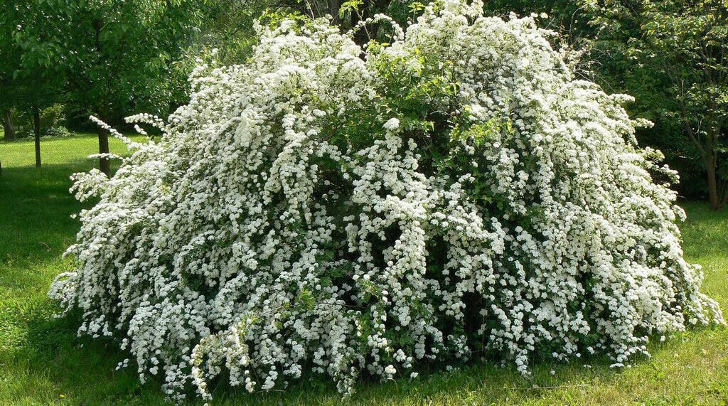 Спирея вангутта цветение. Спирея вангутта обыкновенная. Спирея вангутта (spiraea vanhouttei). Спирея вангутта. Спирея вангутта (spiraea vanhouttei).