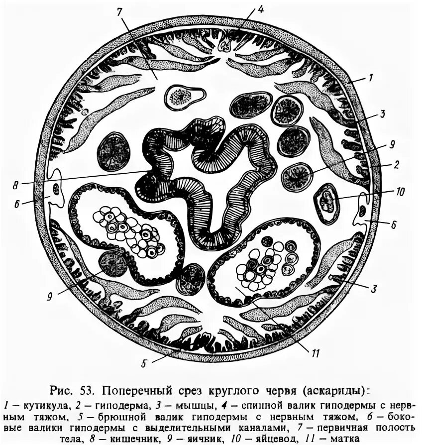 Поперечный срез тела нематоды. Поперечный срез круглых червей. Поперечный разрез тела самки аскариды. Аскарида поперечный срез строение.