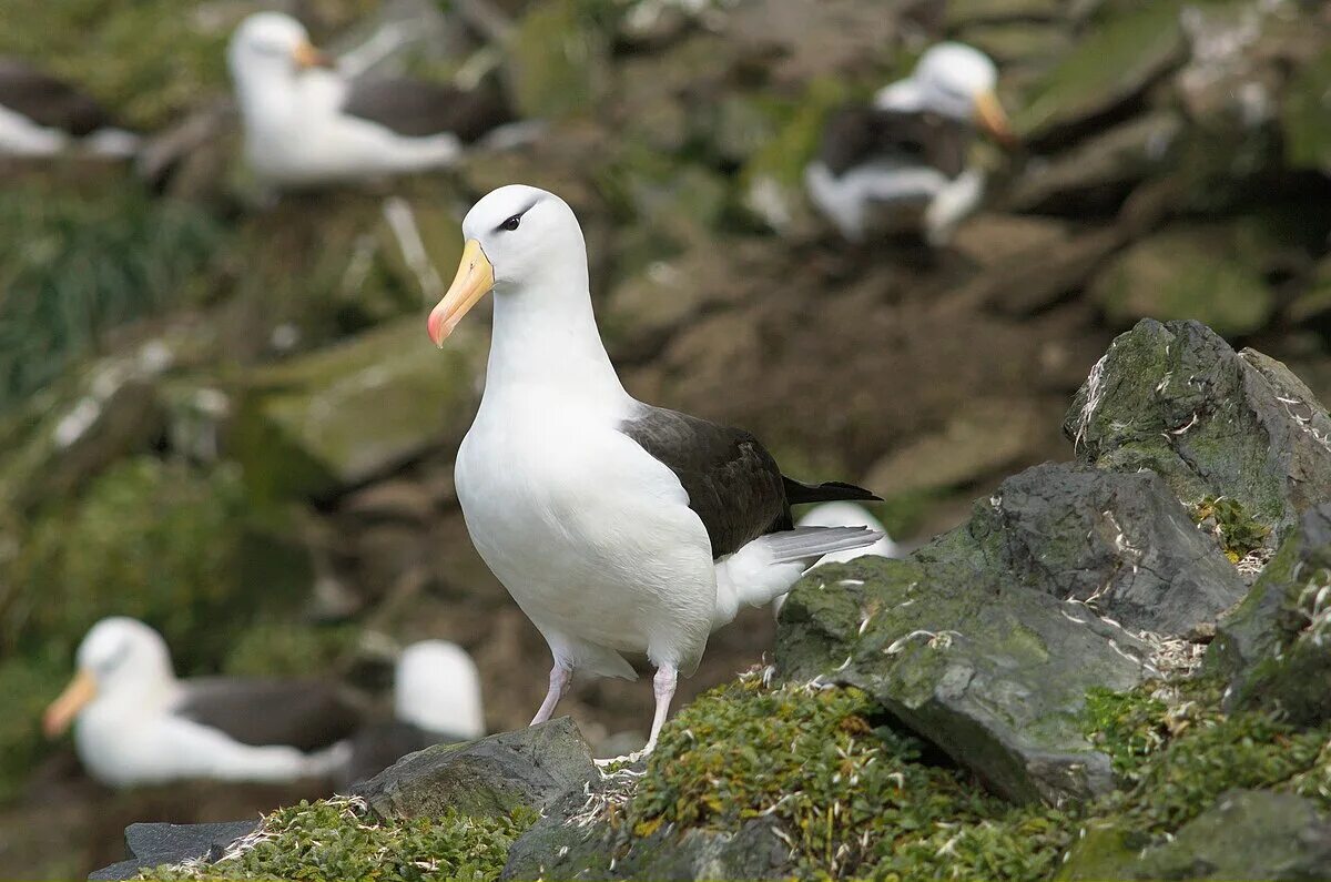 Seabirds it seems