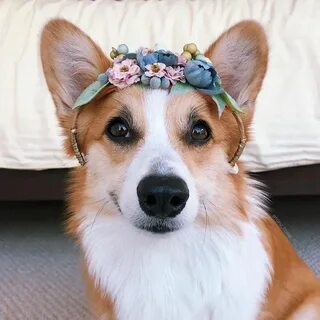 Слушаем корги