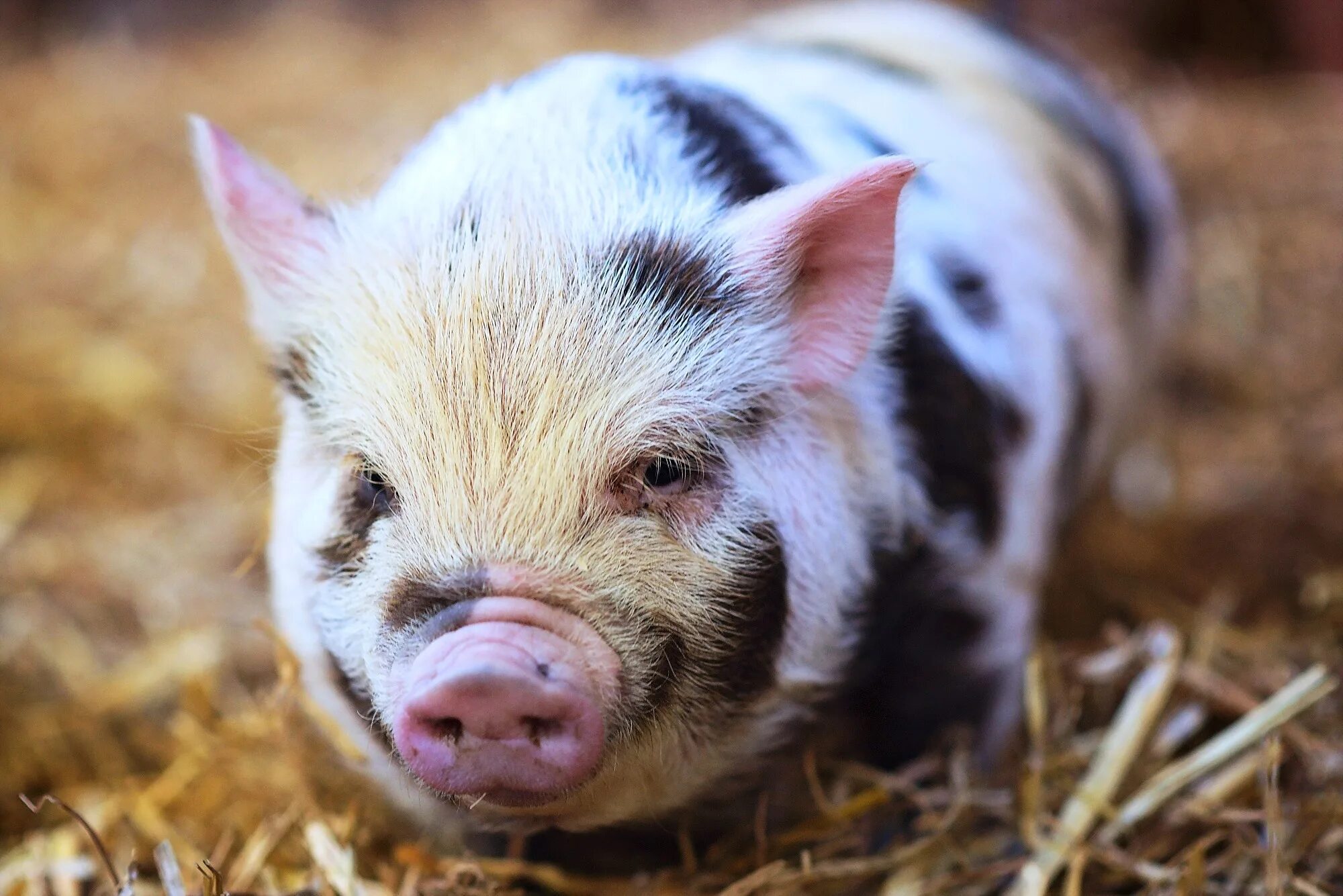 Pig свинья. Свинья. Поросенок. Морда поросенка. Э свинья.