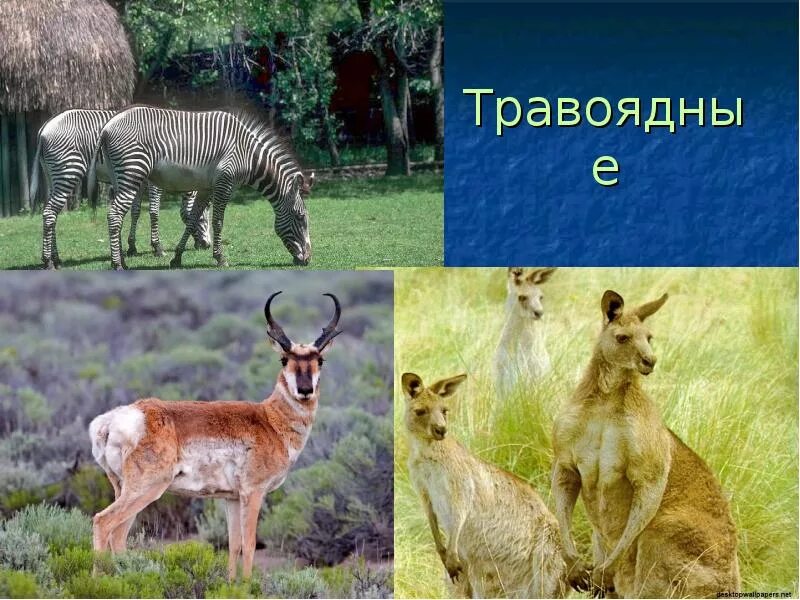 Какие каких животных относятся лисы травоядных