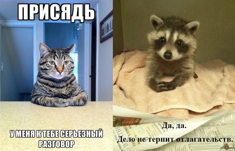 Кот нам надо серьезно поговорить. Кот серьезный разговор. Мемы с котами нам надо поговорить. Присядь нам надо поговорить. Есть разговор серьезный