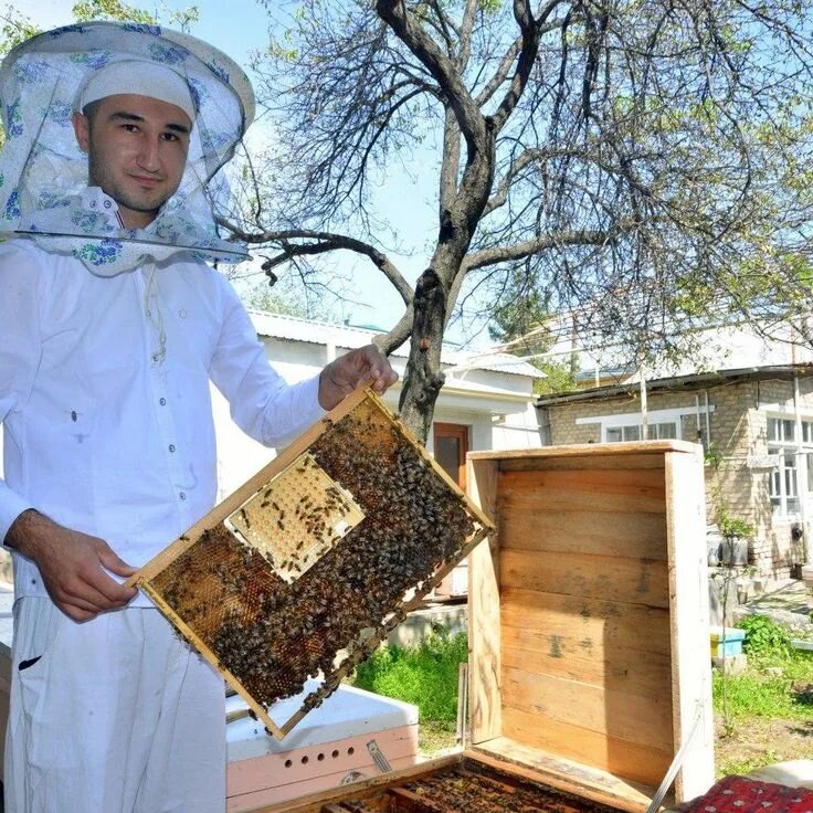 Пчеловодство мед. Асаларичилик махсулотлари. Разведение пчел. Пчелиная пасека. Пчела картинка.