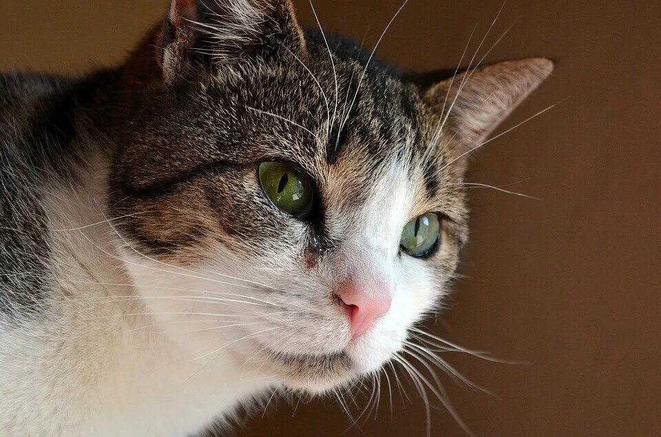 Кошка чихает причины и лечение. Любопытная морда кота. кот полосатый нос белый. белая кошка с полосками на морде.