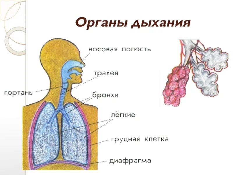 Органы дыхания. Система органов дыхания. Органы дыхательной системы человека. Органы дыхания легкие. Легкое дыхание урок