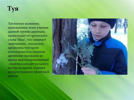 Туя текст