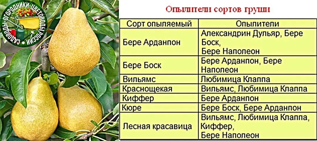 Для груши нужен опылитель. Для груши нужен опылитель. Для груши нужен опылитель. Яблони опылители таблица. Жимолость опылители таблица съедобная.
