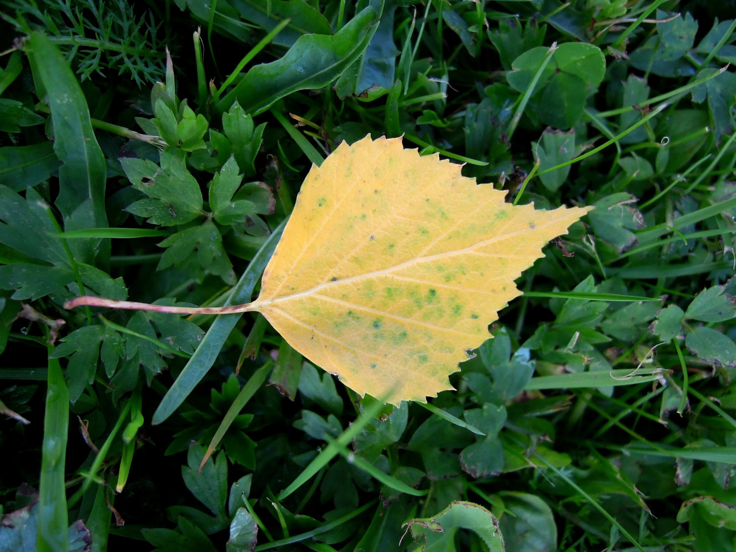 Пожелтевшие за неделю листья. Листья. Желтый лист. Берёза листья. Желтеют листья.
