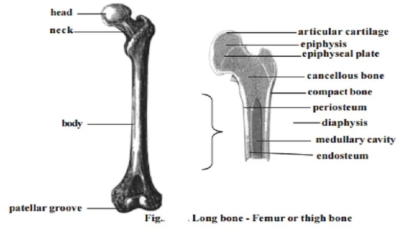 Long bone. Long Bone анатомия. Диафиз кости. Structure of long Bone.. Ulna and Radius structures.