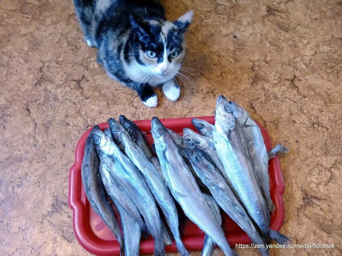 Едят ли коты рыбу