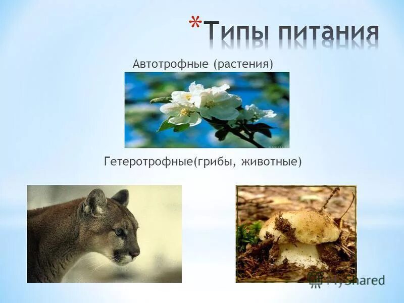 Автотрофный и гетеротрофный способ питания. Типы питания организмов автотрофы гетеротрофы. Тип питание автотрофное хемотрофы. Автотрофный и гетеротрофный тип питания. Гетеротрофные растения.