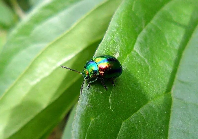 жук щелкун кукухо. пещерный жук светляк. пенсильванский светлячок.