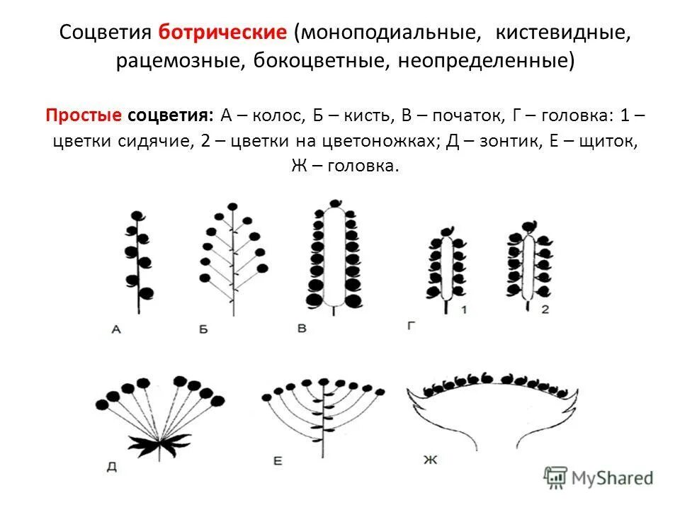 соцветие колосовидная метелка. кистевидные соцветия. щитковидная метелка соцветие. соцветие мутовчатая кисть. кистевидные соцветия.