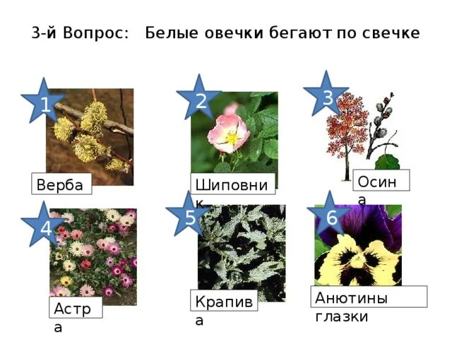 На зеленом шнурочке белые звоночки. Бегущие овцы иллюстрации. Белые овечки бегают по свечке. Белые овечки бегают по свечке. Загадка белые овечки бегают по свечке.