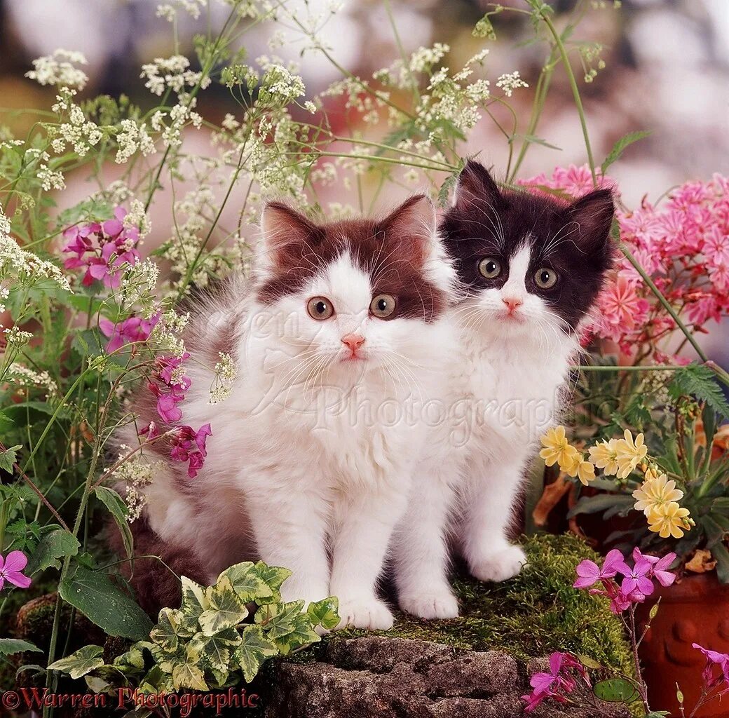 Кошка много цветов. Красивые кошечки. Котенок в цветах. Красивые коты. Пушистые котята.