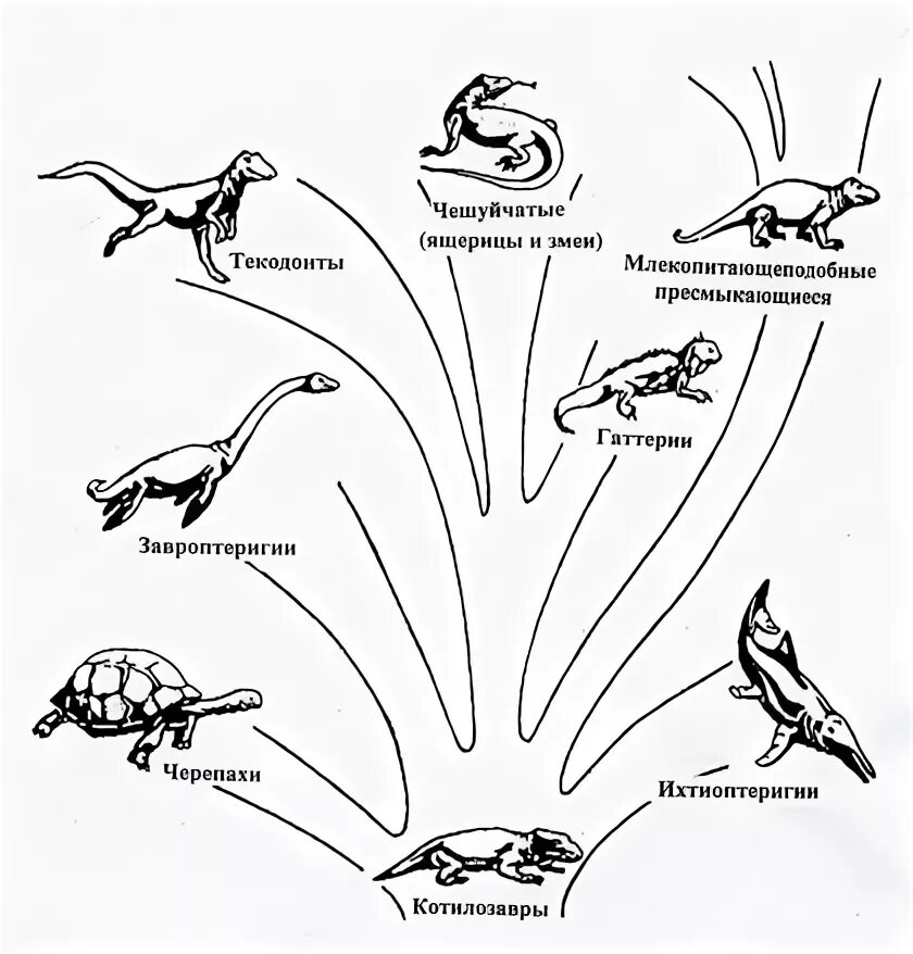 Происхождение и Эволюция рептилий схема. Пресмыкающиеся схема развития. Классификация рептилий схема. Эволюция пресмыкающихся схема.