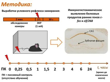 Замирание