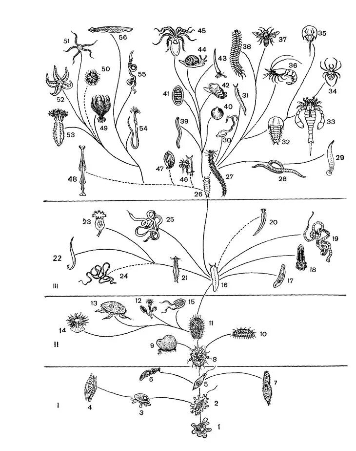 Филогенетическое Древо беспозвоночных. Филогенетическое эволюционное Древо. Филогенетическое дерево растений. Филогения растений схема. Схема эволюционного древа