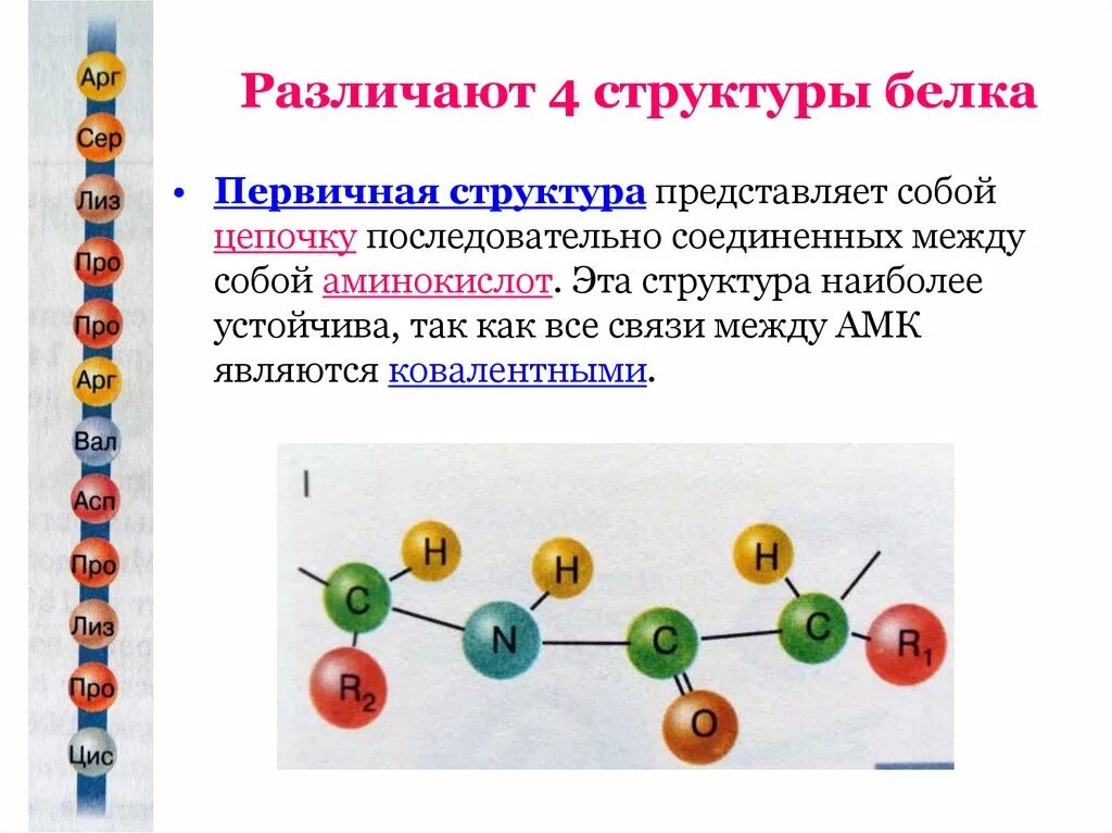 Химическая связь образующая первичную структуру белка. Первичная структура белка первичная структура белка. Строение первичной структуры белка. Первичная структура белка представлена. Строение белков 4 структуры белка.