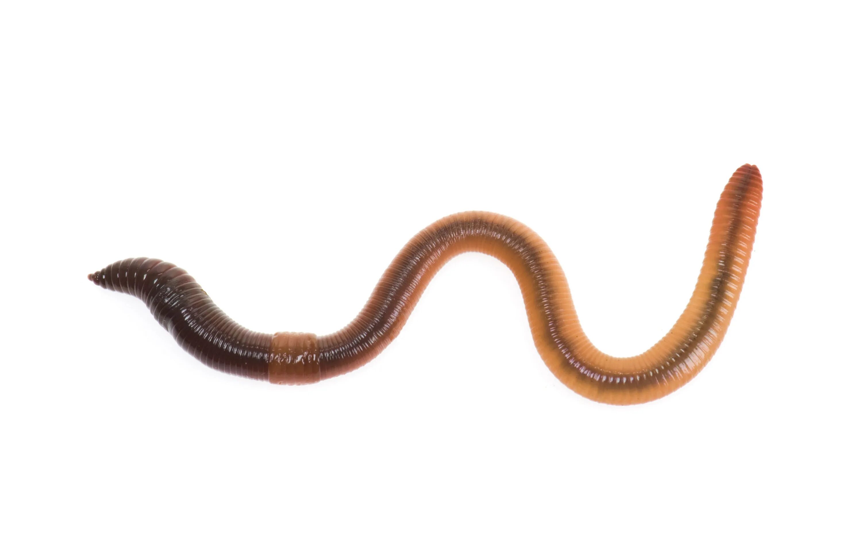 Новые черви. Малощетинковые кольчатые черви. Малощетинковые дождевой червь. Выползок червь обыкновенный. Дождевой червь кольчатый.