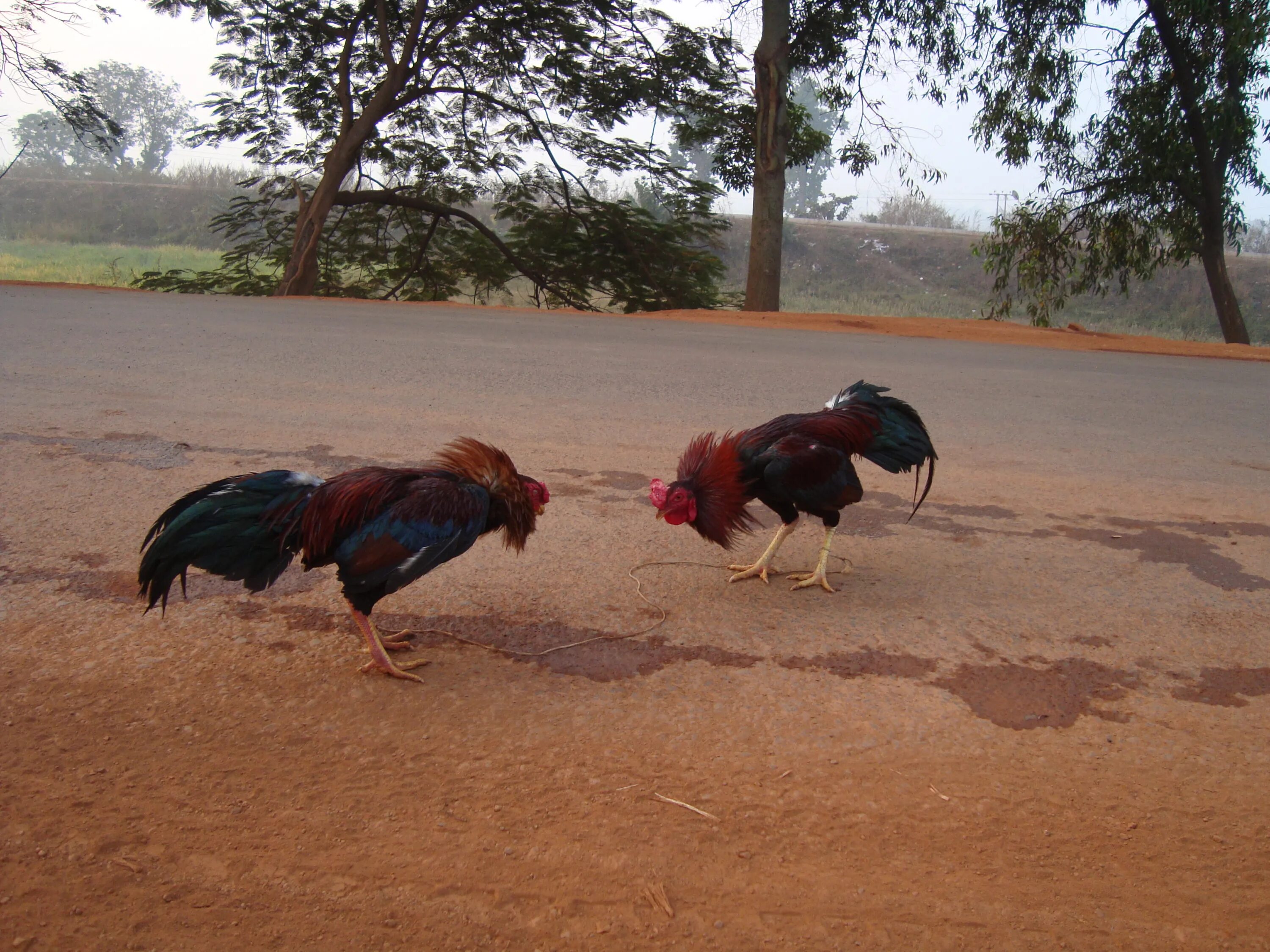 Cock fight